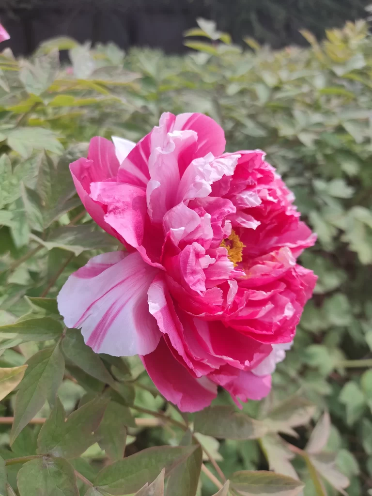 Pink Peony Bloom Petals Yellow warm Center