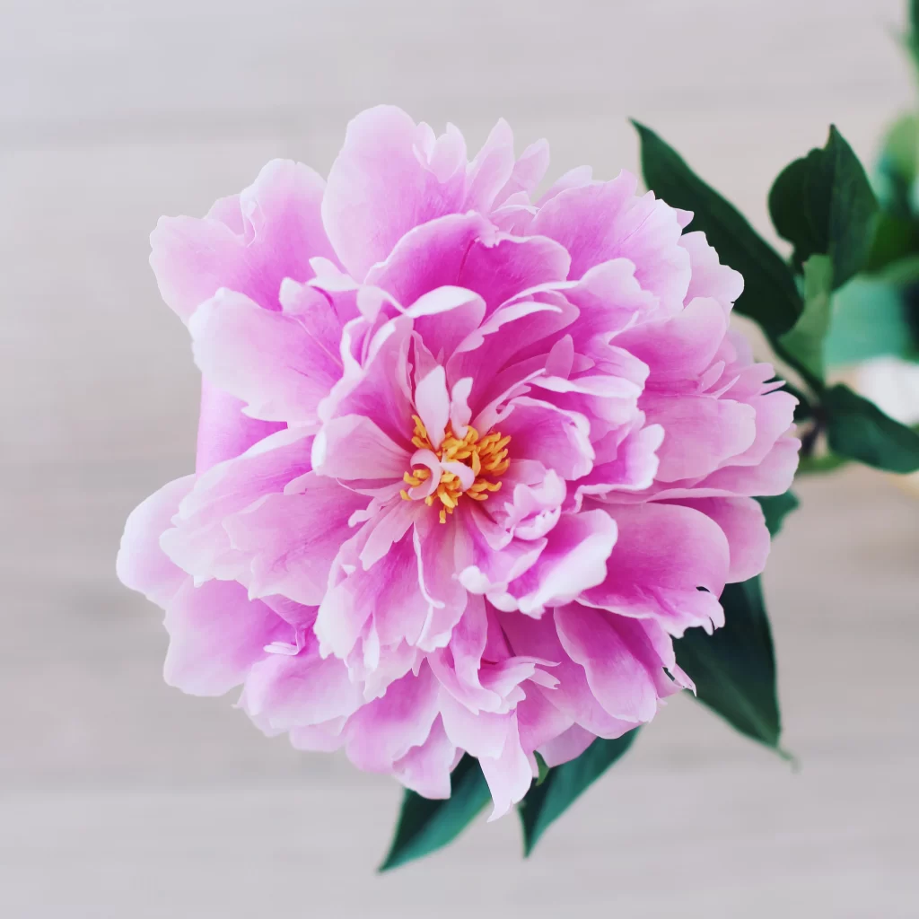 Pink Peony Bloom Petals Yellow gray Center
