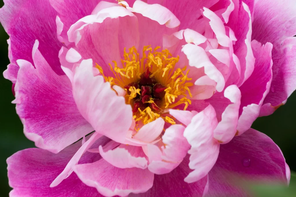 Pink Peony Bloom Petals Yellow warm Stamen