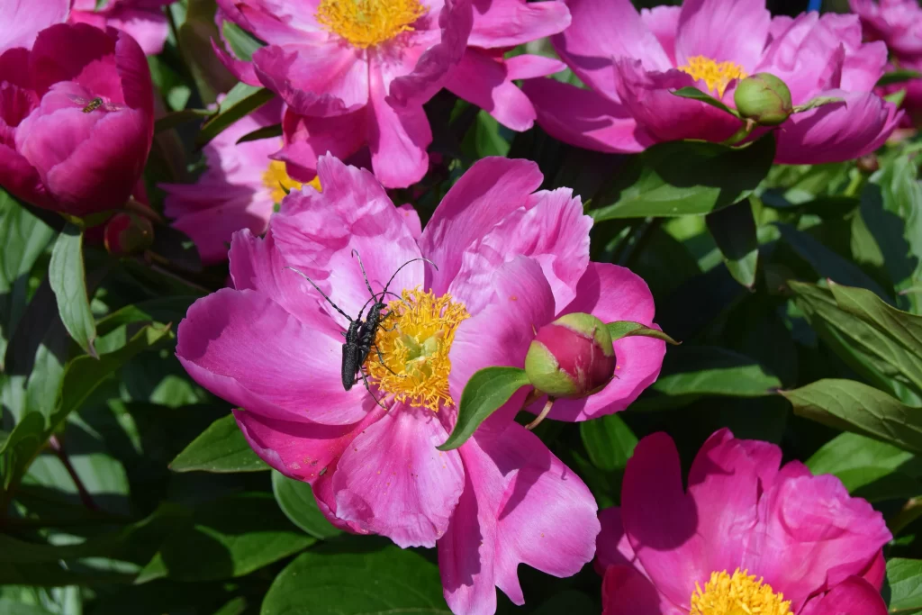 Pink Peony Bloom Petals Yellow warm Center