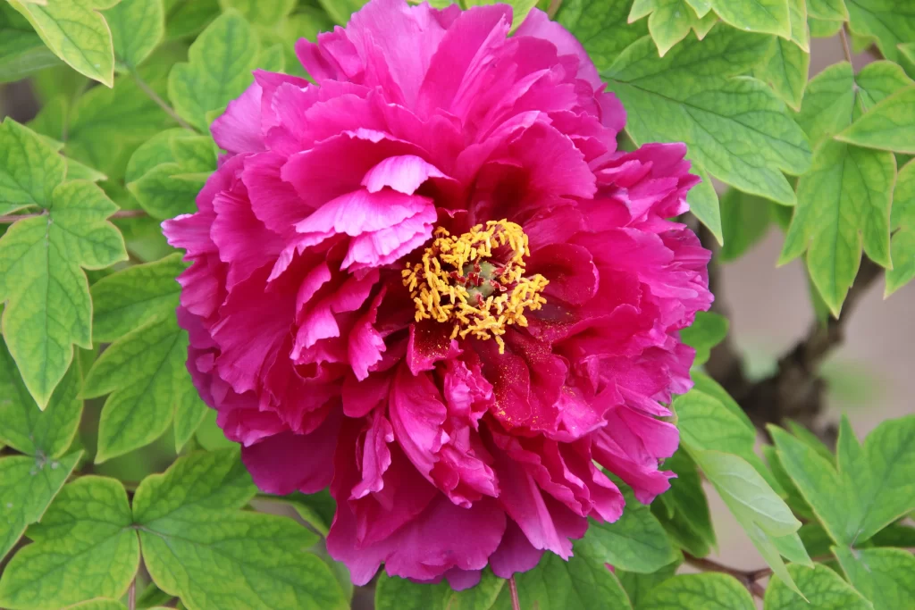 Pink Peony Bloom Petals Yellow warm Stamen