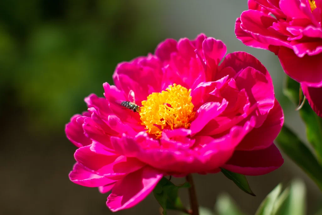 Pink Peony Bloom Petals Yellow warm Stamen
