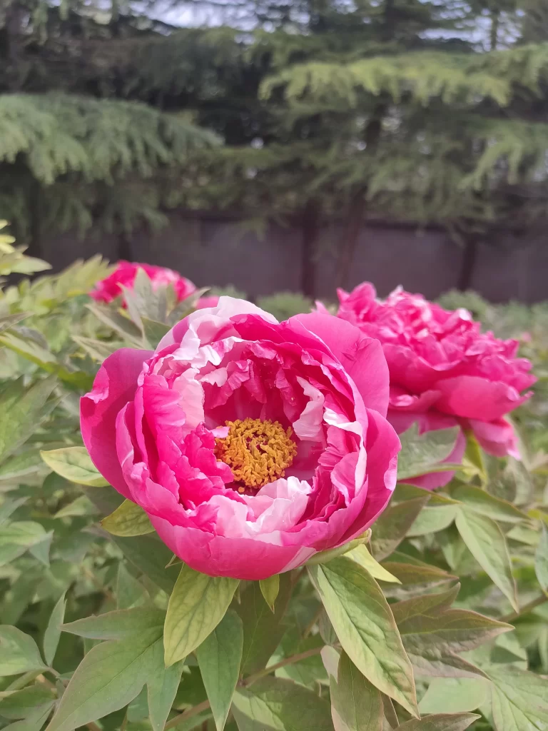 Pink Peony Bloom Petals Yellow Stamen Green warm Leaves