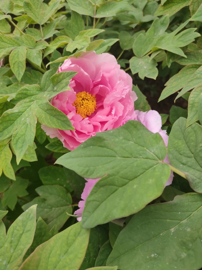 Pink Peony Bloom Petals Yellow Center Green warm Leaves