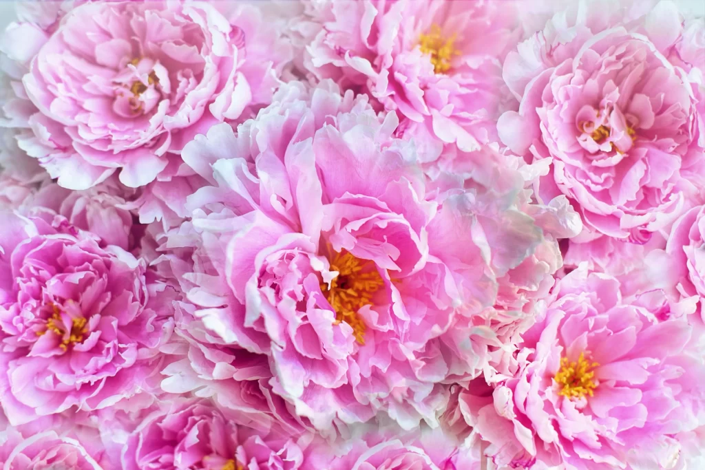 Pink Peony Bloom Petals Yellow warm Center