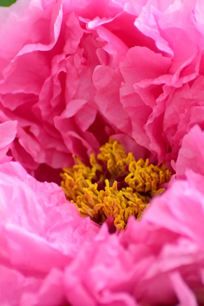 Pink Peony Bloom Petals Yellow warm Stamen