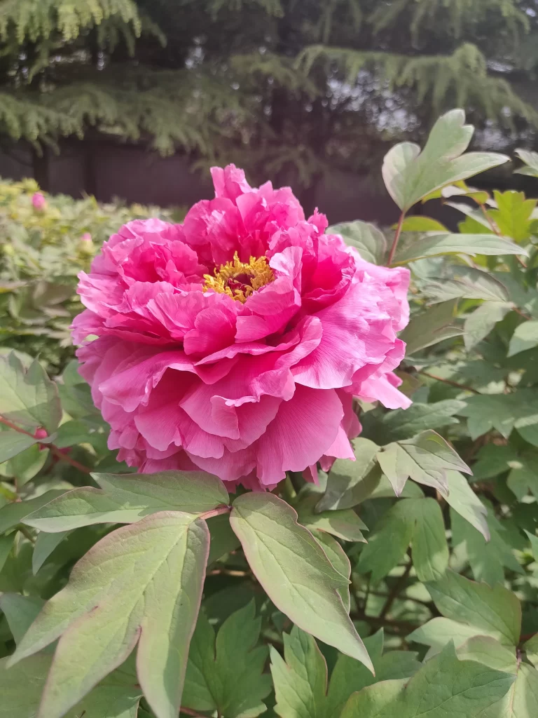 Pink Peony Bloom Petals Yellow gray Center
