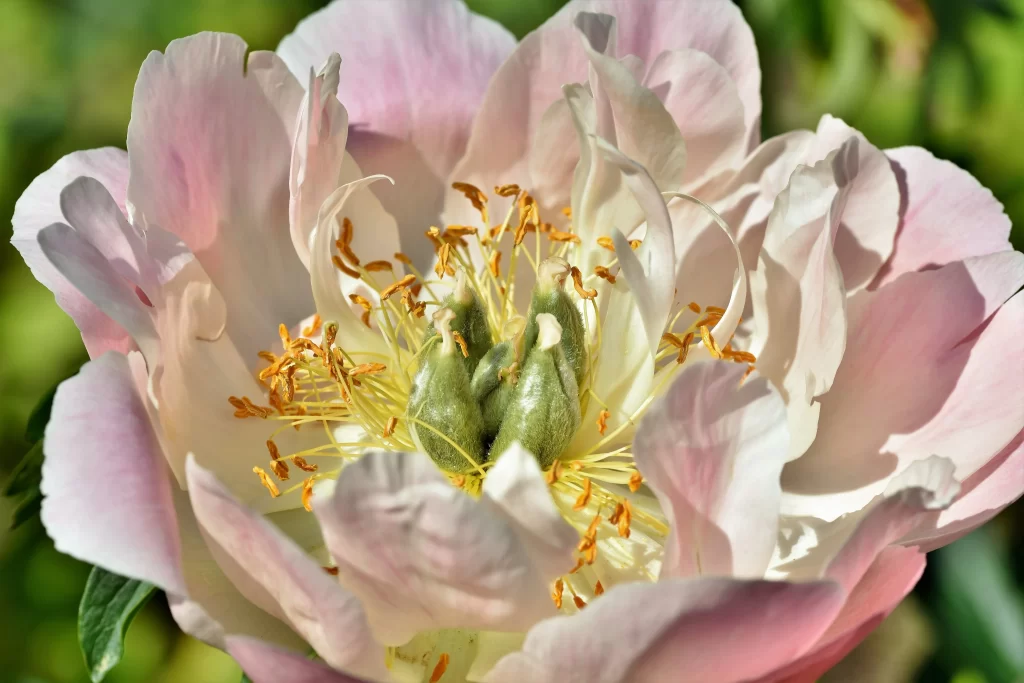 Pink Peony Bloom Petals Yellow Stamen Green Bud