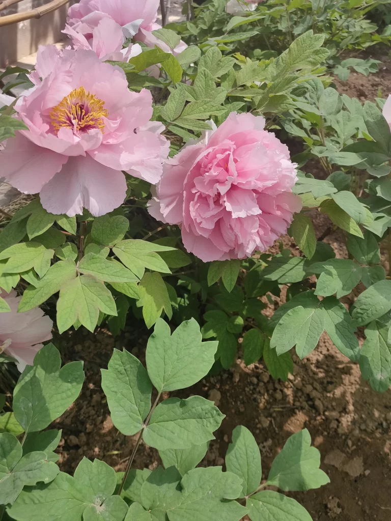 Pink Peony Bloom Petals Yellow gray Center