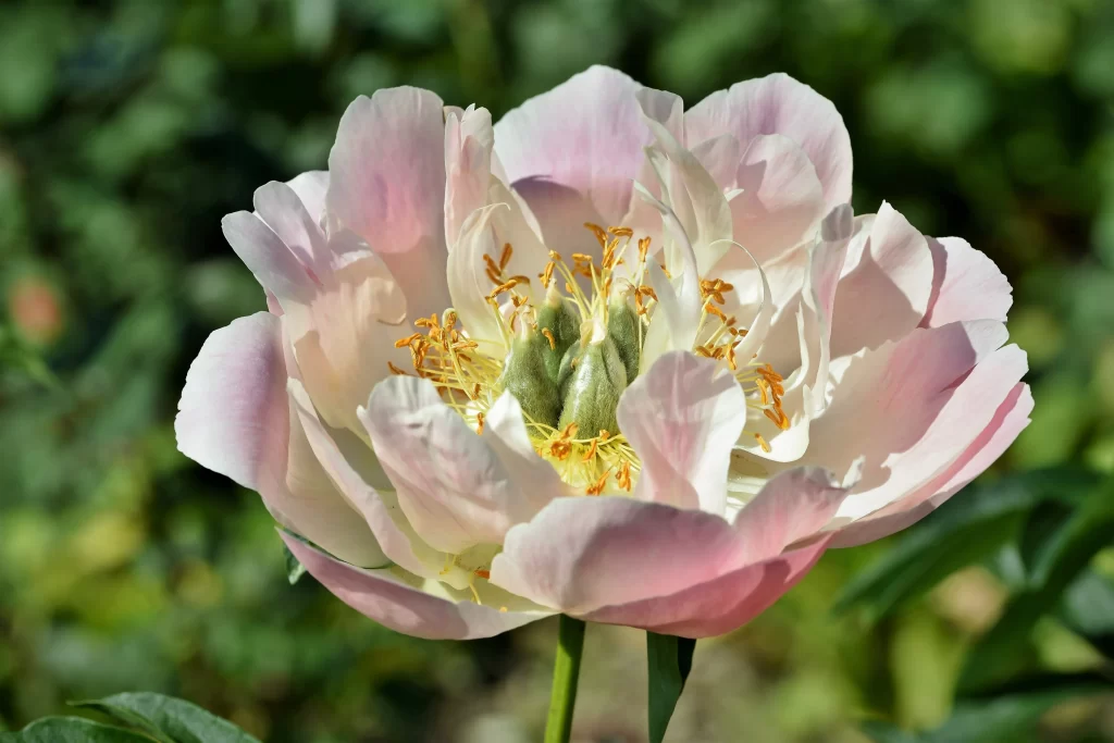 Pink Peony Bloom Petals Yellow warm Stamen