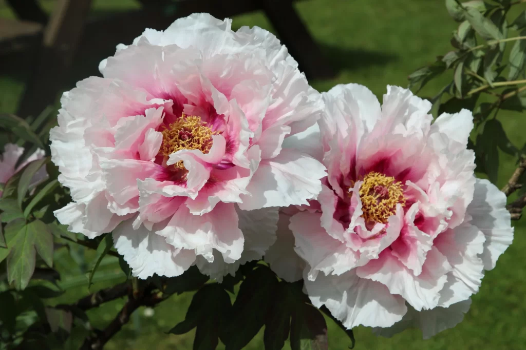Pink Peony Bloom Petals Yellow gray Center