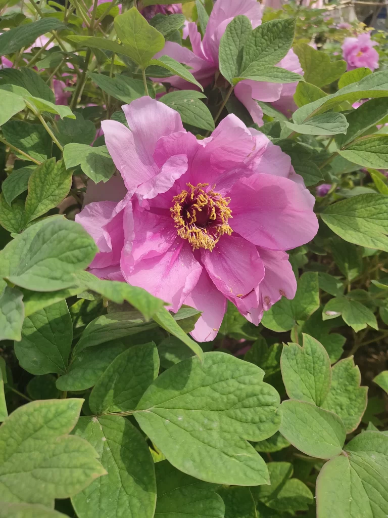 Pink Peony Bloom Petals Yellow Center Green warm Leaves