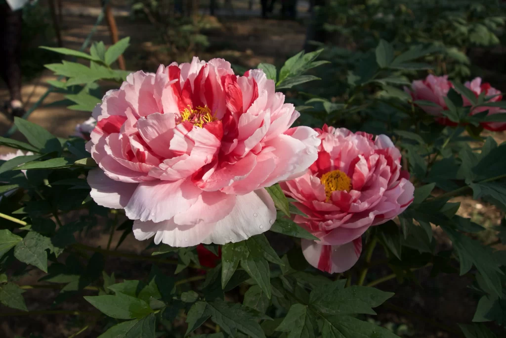 Pink Peony Bloom Petals Yellow gray Center