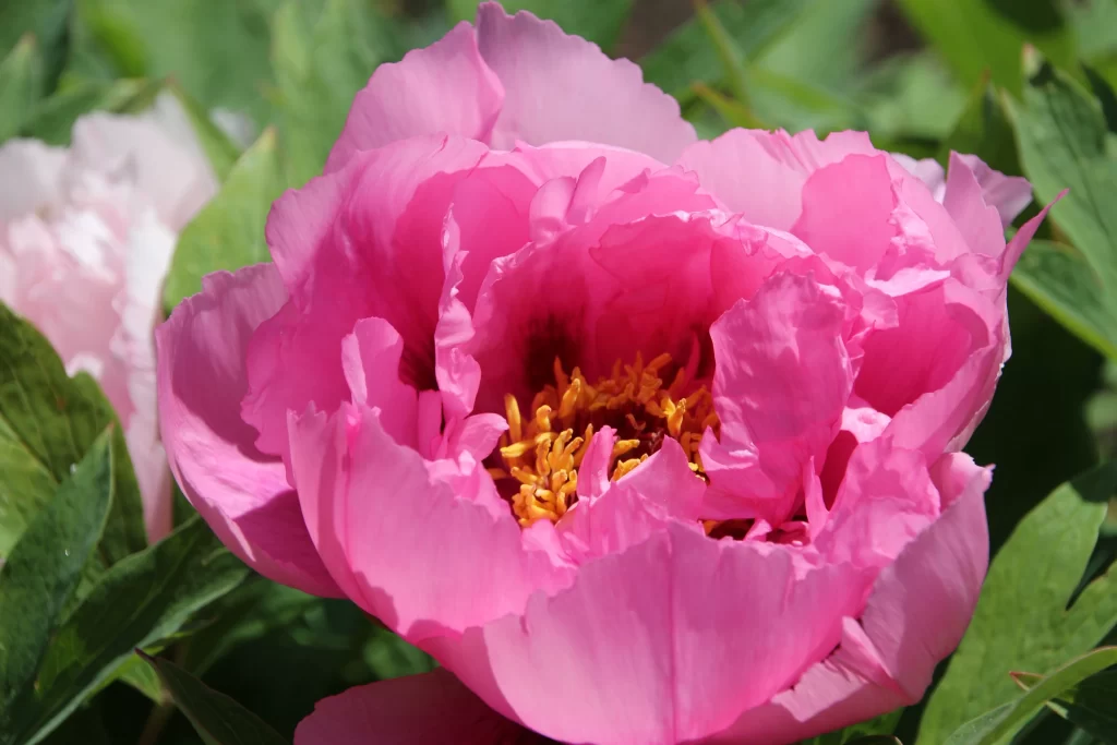 Pink Peony Bloom Petals Yellow warm Stamen