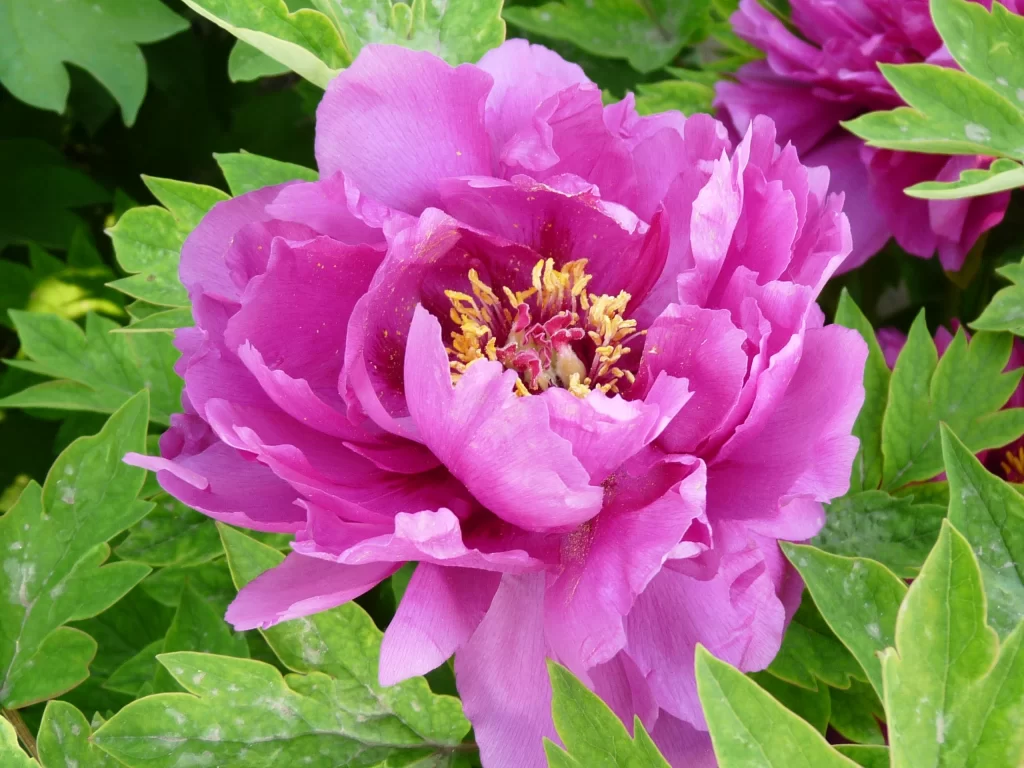 Pink Peony Bloom Petals Yellow Stamen Green warm Leaves