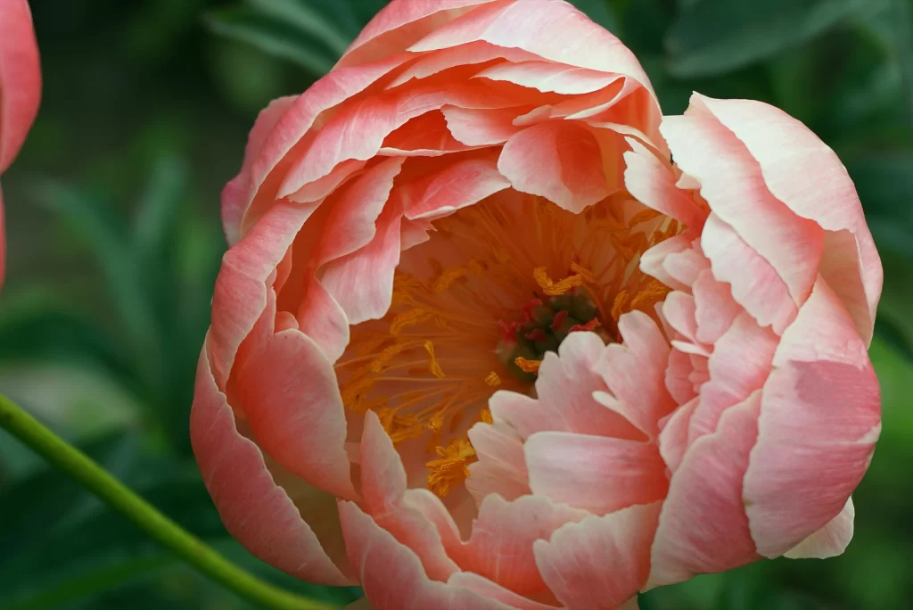 Pink Peony Bloom Petals Yellow gray Stamen