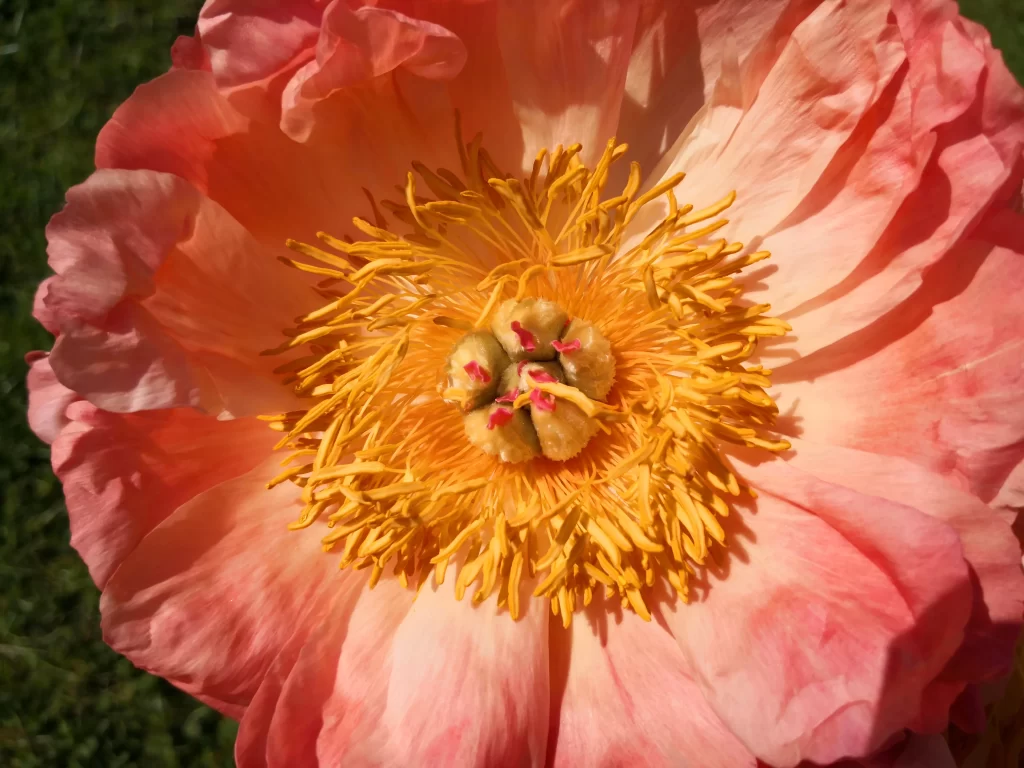 Pink Peony Bloom Petals Yellow warm Stamen