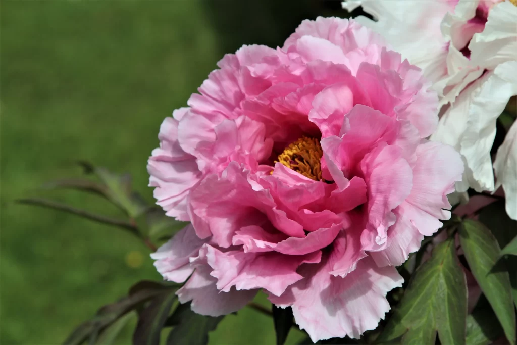 Pink Peony Bloom Petals Yellow gray Center
