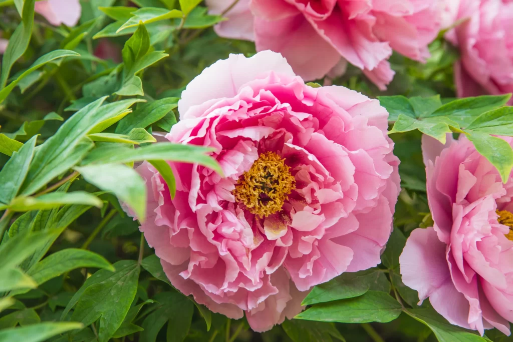 Pink Peony Bloom Petals Yellow Center Green gray Leaves