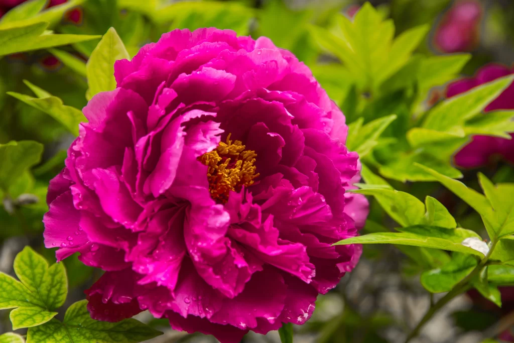 Pink Peony Bloom Petals Yellow warm Center