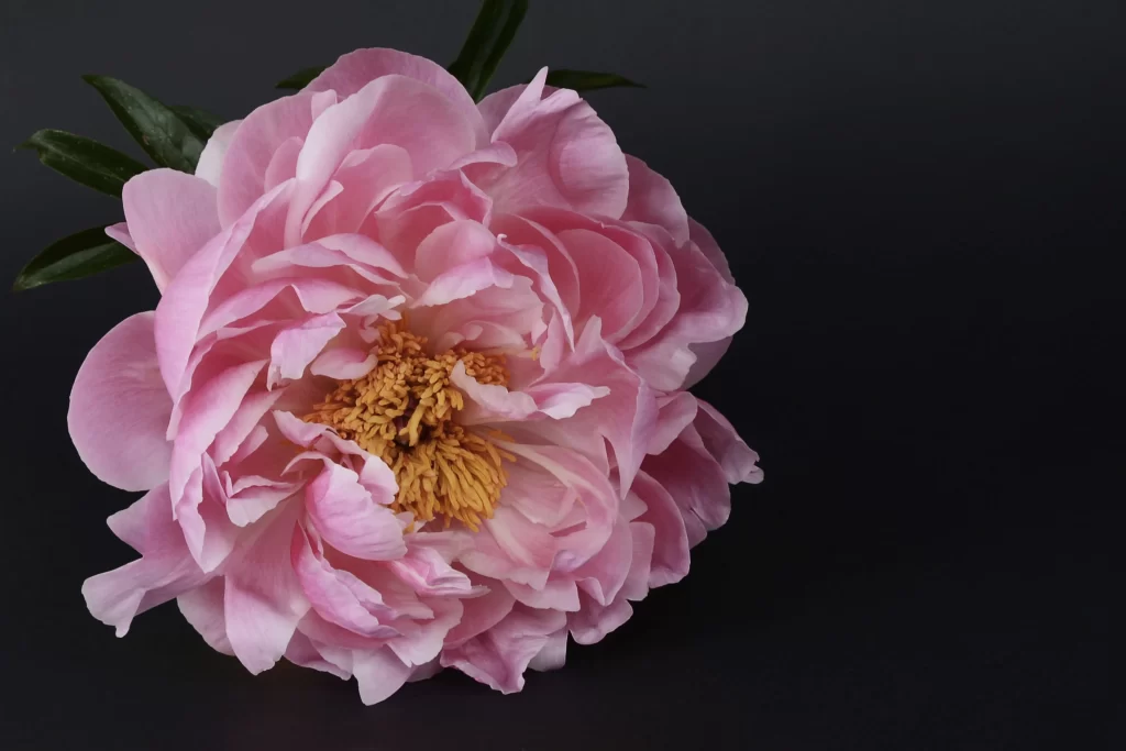 Pink Peony Bloom Petals Yellow gray Center