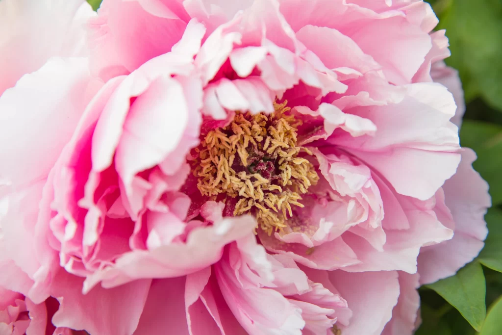 Pink Peony Bloom Petals Yellow warm Stamen