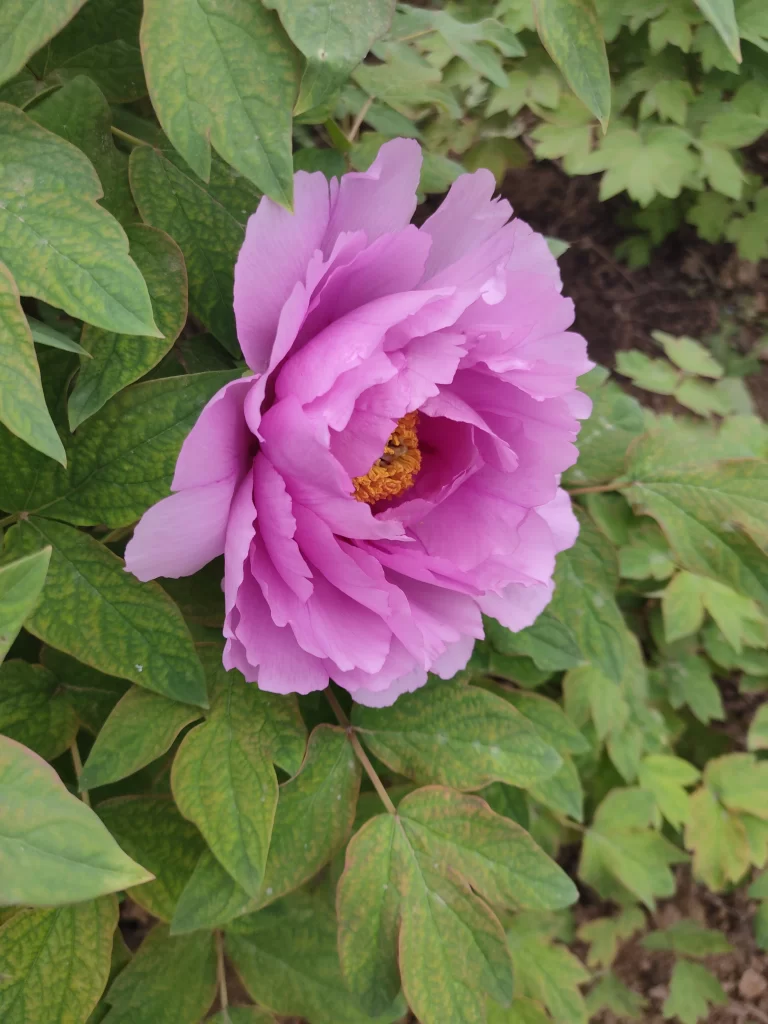 Pink Peony Bloom Petals Yellow gray Center