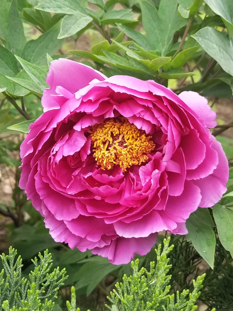 Pink Peony Bloom Petals Yellow warm Center