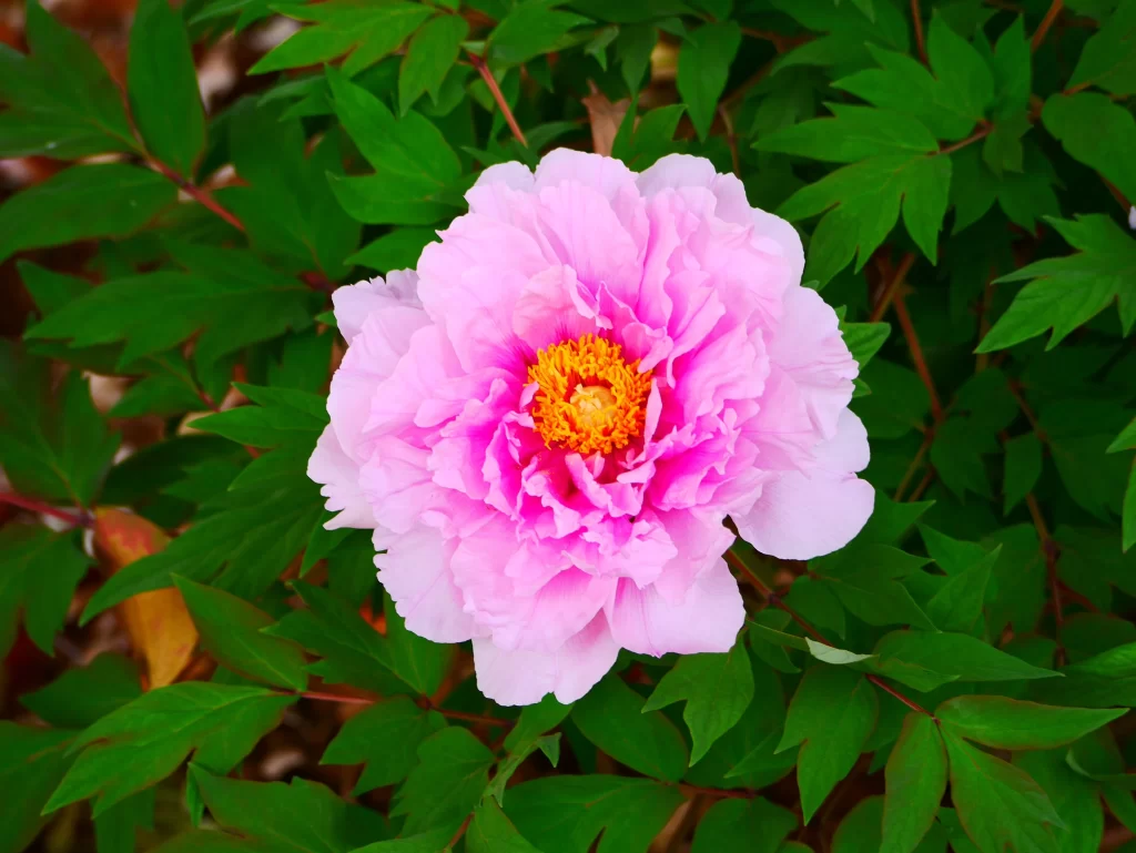 Pink Peony Bloom Petals Yellow Center Green warm Leaves
