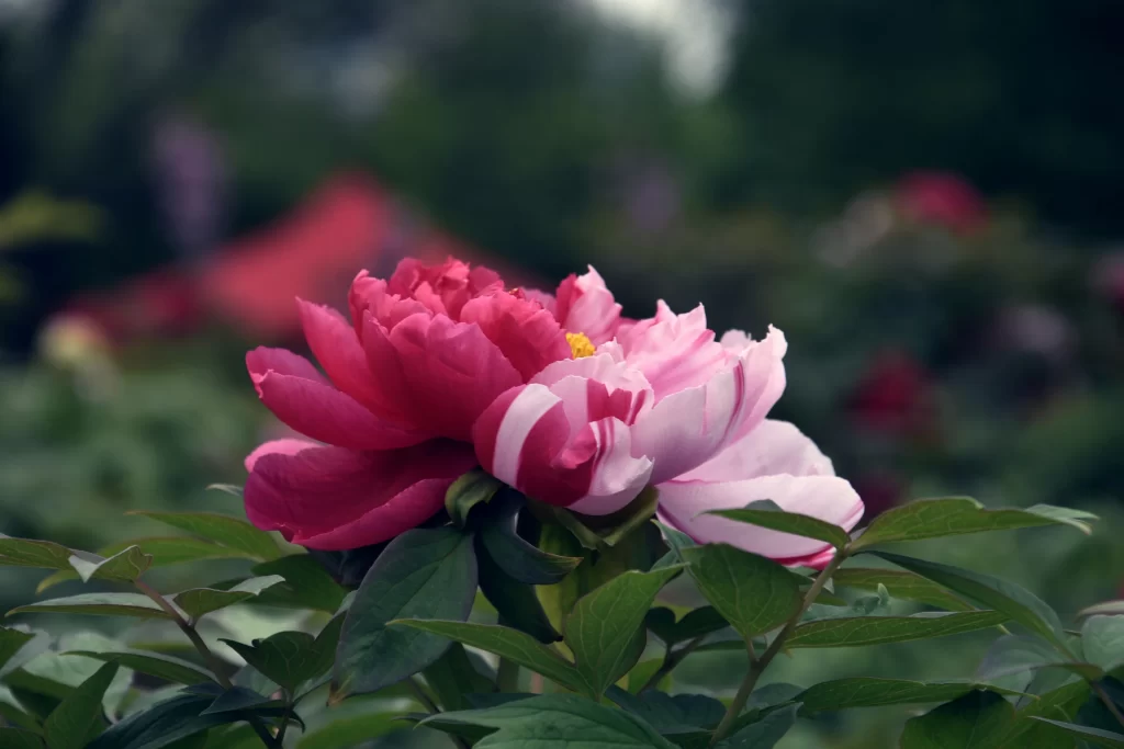 Pink Peony Bloom Petals Yellow gray Stamen