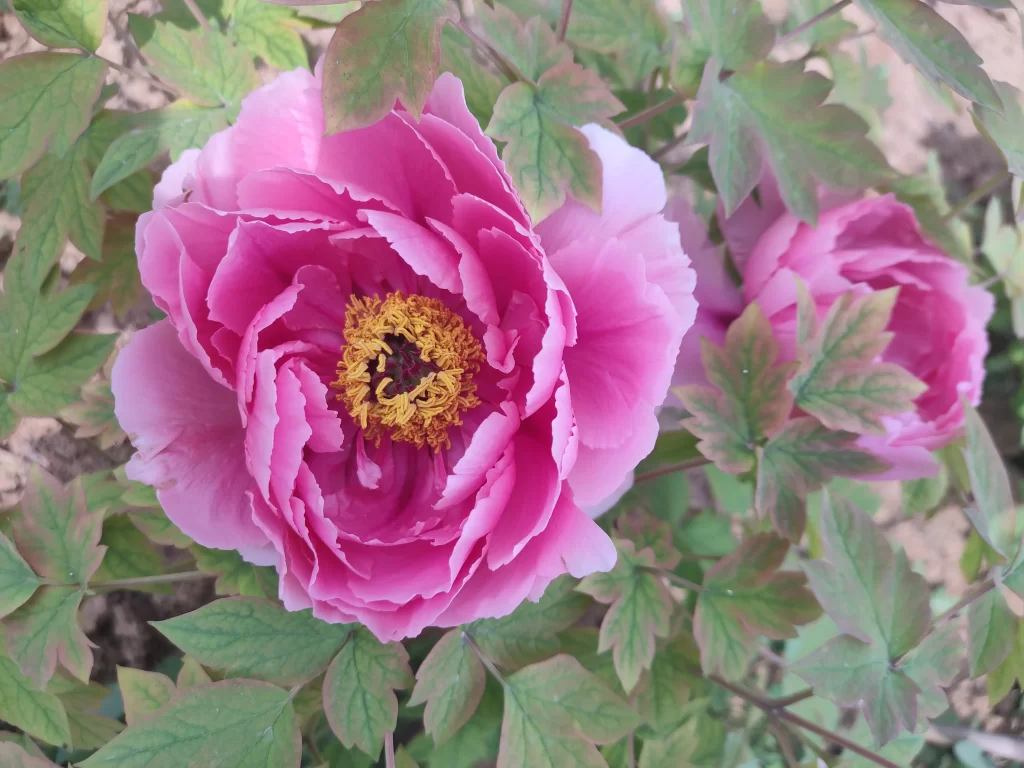 Pink Peony Bloom Petals Yellow warm Center