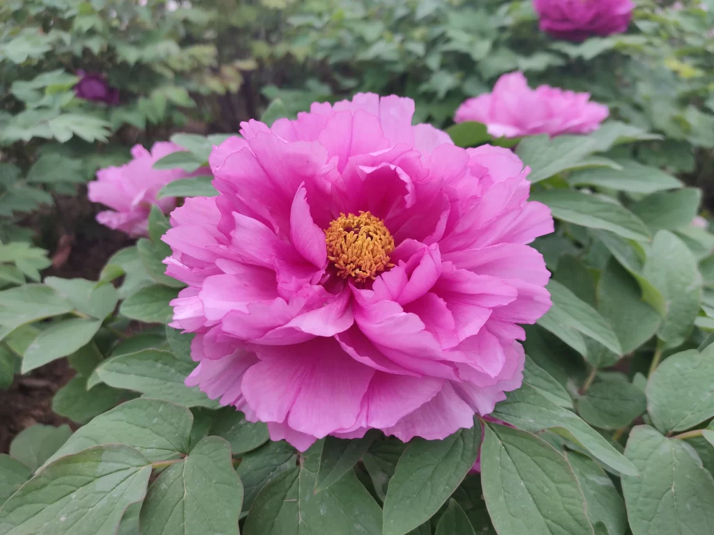 Pink Peony Bloom Petals Yellow gray Center
