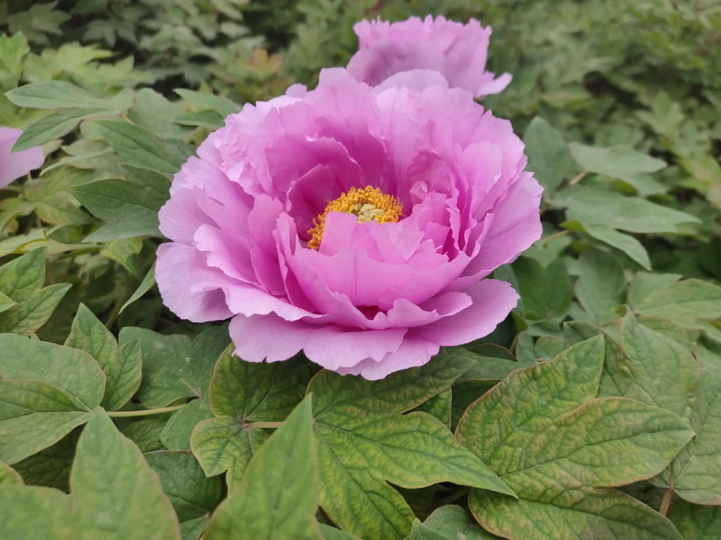 Pink Peony Bloom Petals Yellow Center Green gray Leaves