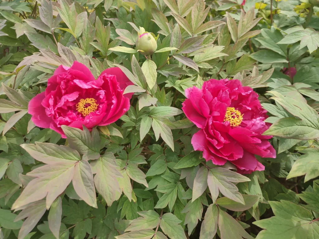 Pink Peony Bloom Petals Yellow Center Green gray Leaves