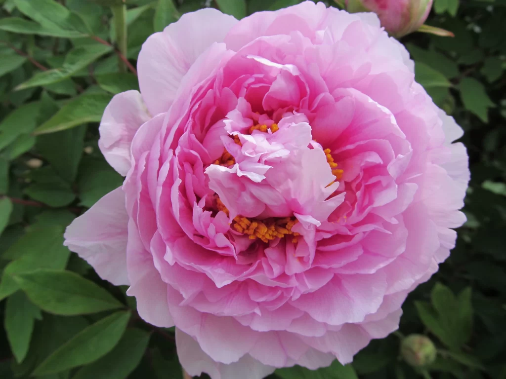 Pink Peony Bloom Petals Yellow warm Center