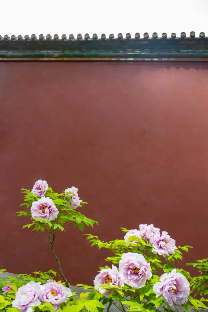 Pink Peony Blooms Petals Green Leaves