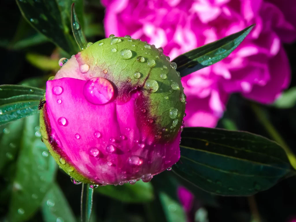 Pink Peony Bud Petals Dewdrops Green Leaves