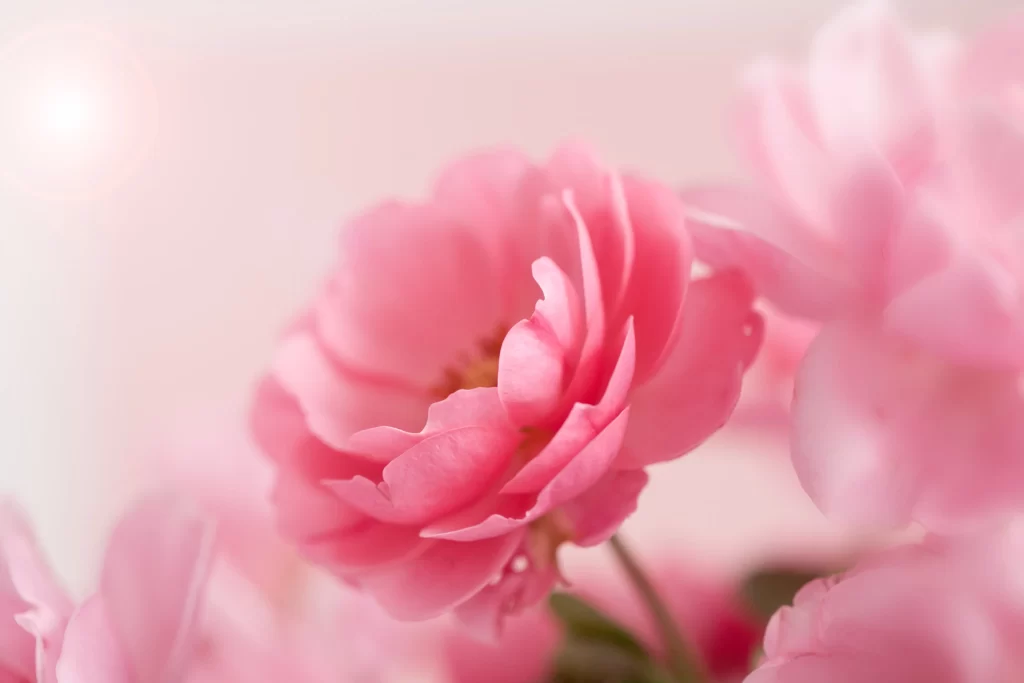 Pink Peony Flower Petal Soft Focus Blurred Background