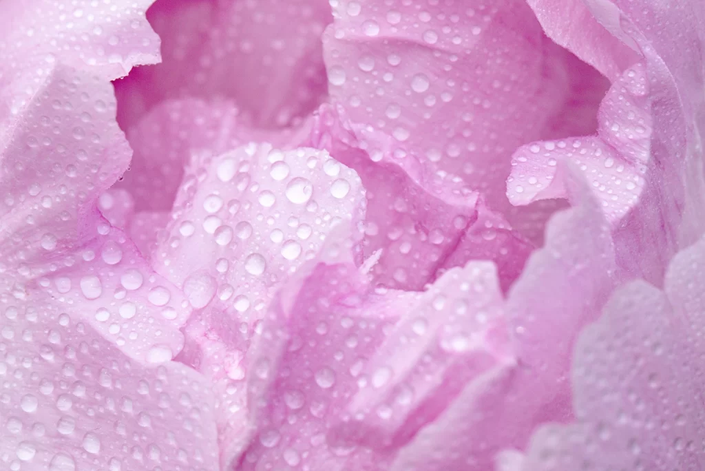 Pink Peony Petals Dewdrops warm Delicate