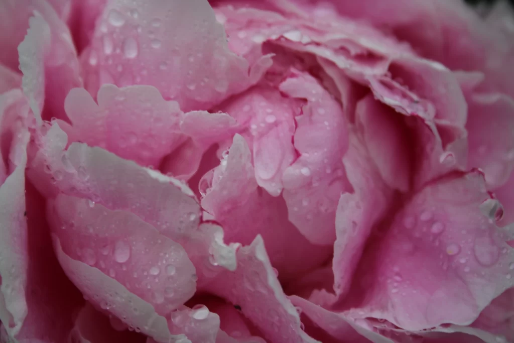 Pink Peony Petals Dewdrops warm Delicate