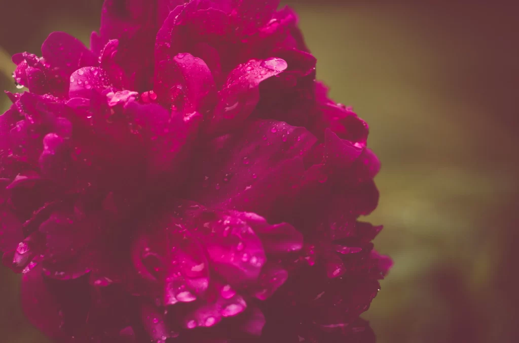 Pink Peony Petals Dewdrops Ruffled Edges