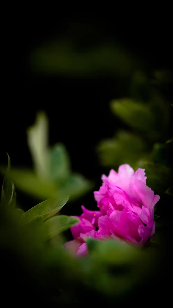 Pink Peony Petals Green dark Leaves