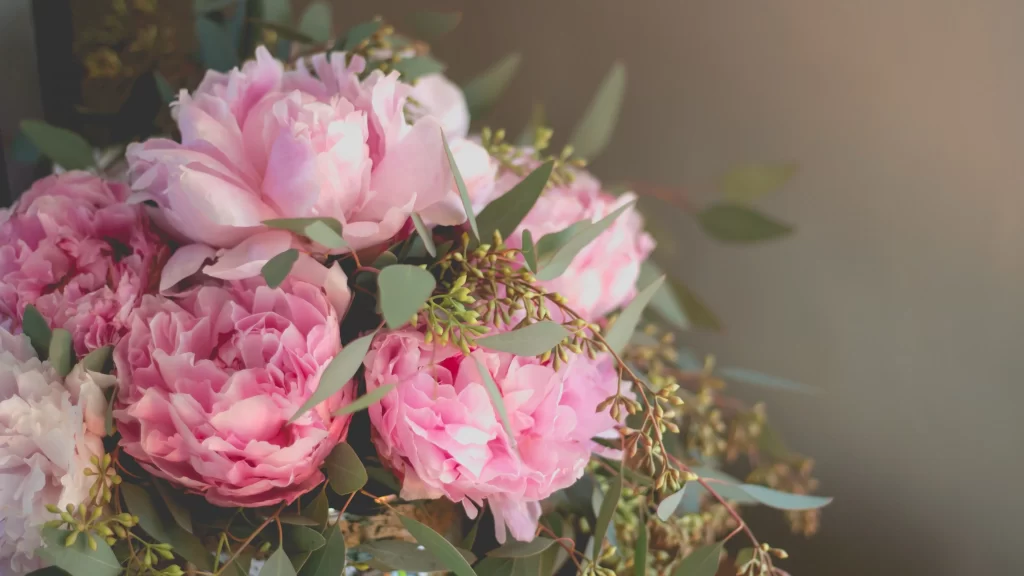 Pink Peony Petals Green gray Leaves