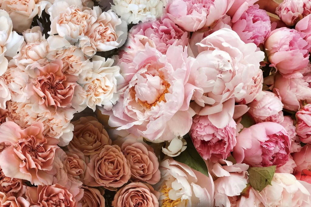 Pink Peony Petals Green Leaf White Flower