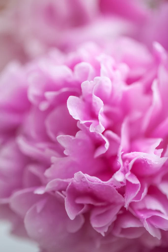 Pink Peony Petals Ruffled Texture Soft Focus