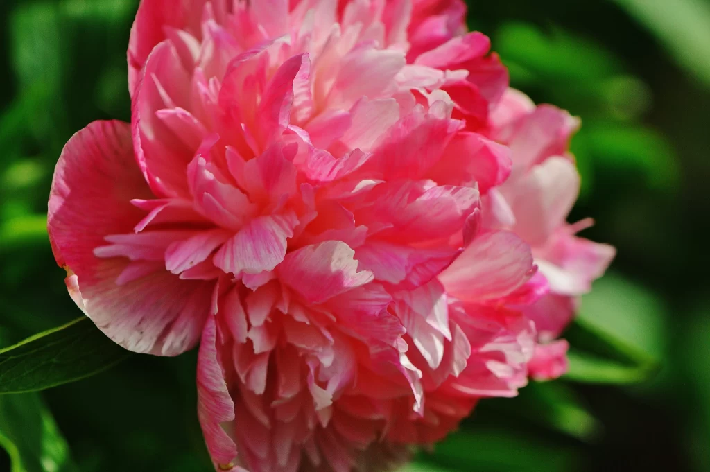 Pink Peony Petals Ruffled Texture Green Leaves