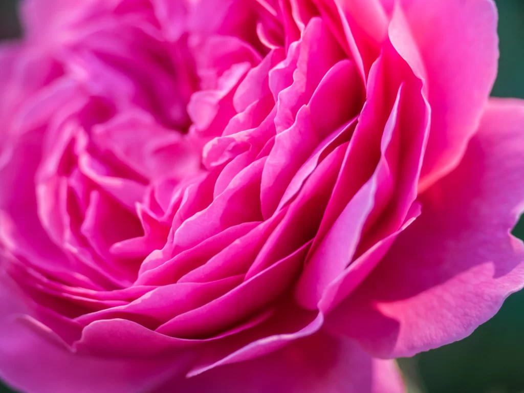Pink Peony Petals Ruffled Layers