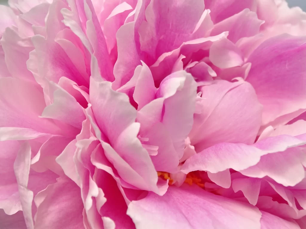 Pink Peony Petals Ruffled Soft Delicate