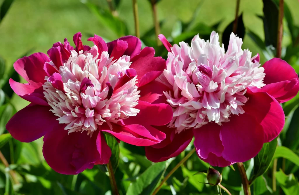 Pink Peony Petals Ruffled Layers Green