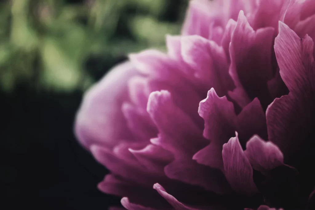 Pink Peony Petals Ruffled Texture